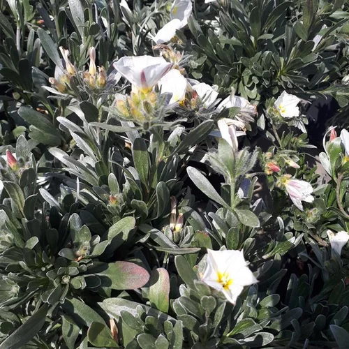 Convolvulus Mauritanicus ou Liseron de Mauritanie bleu en pot de 4 L