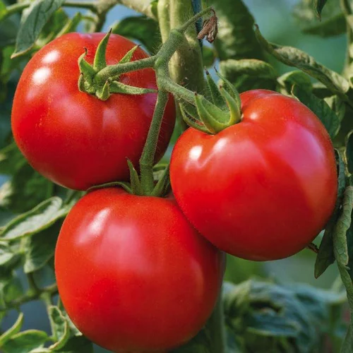 Tomate Ronde Cobra bio. Le pot de 9 x 9 cm